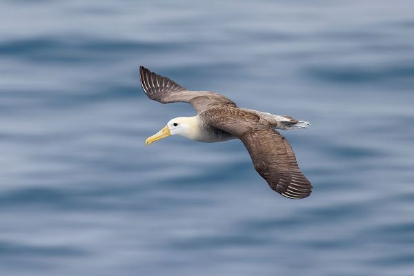 Jones, Adam 아티스트의 Waved albatross flying-Espanola Island-Galapagos Islands-Ecuador작품입니다.
